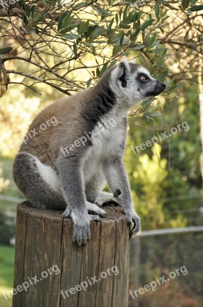 Lemur Animal Zoo Nature Zoo Animals