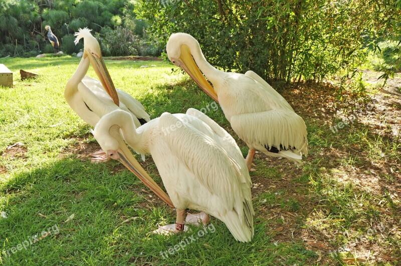 Pelican Bird Nature Feathers White