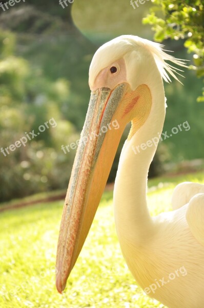 Pelican Bird Nature Feathers White