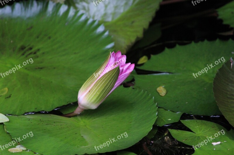 Flower Bud Flower Bud Water Lily Lotus