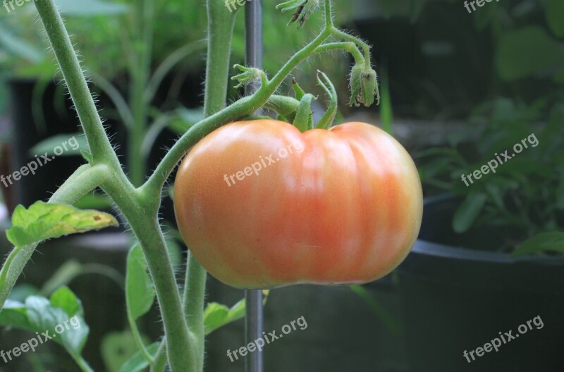 Tomato Food Nutrition Plant Garden