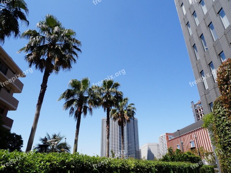 Palm Trees Tokyo Summer High Rise Building Free Photos