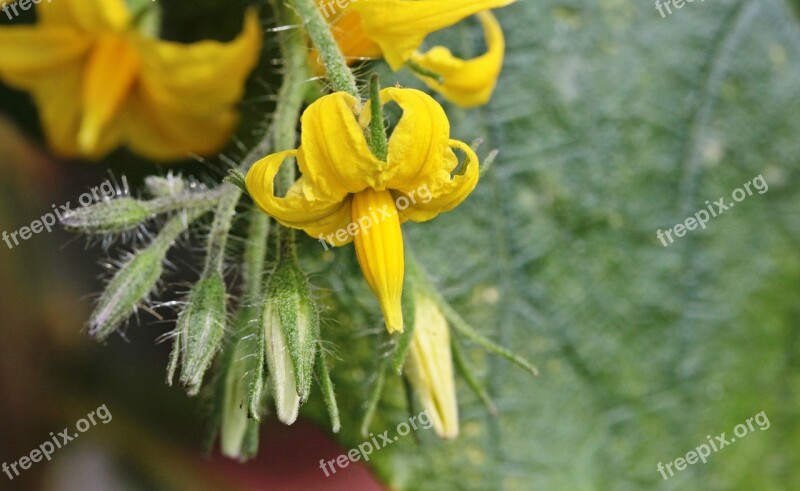 Tomato Blossoms Tomato Buds Open Closed Fragrance