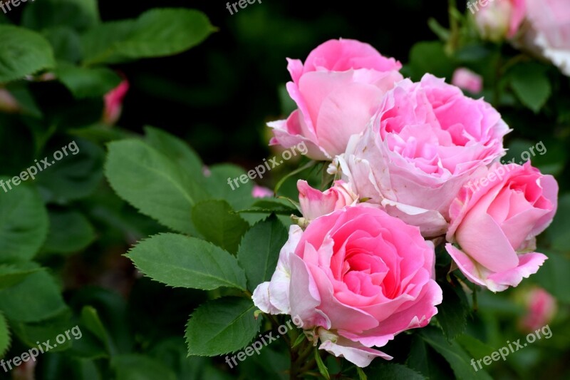 Pink Rose Bush Elegant Wedding Flowers