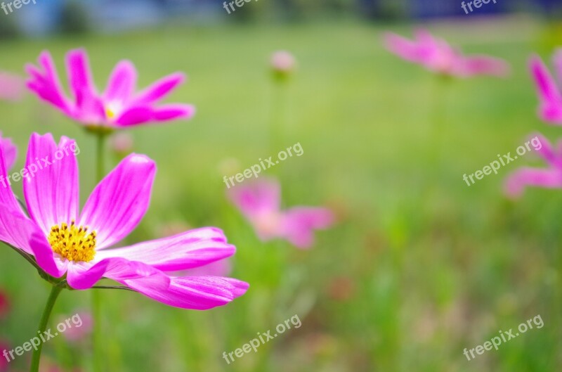 Daisy Purple Flowers Universe Plant Green Field