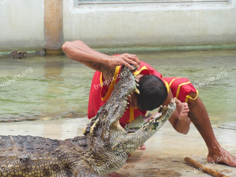 The Crocodile Farm Crocodile Farm Samut Prakan Thailand Show