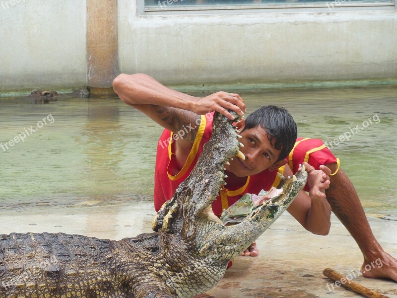 The Crocodile Farm Crocodile Farm Samut Prakan Thailand Show