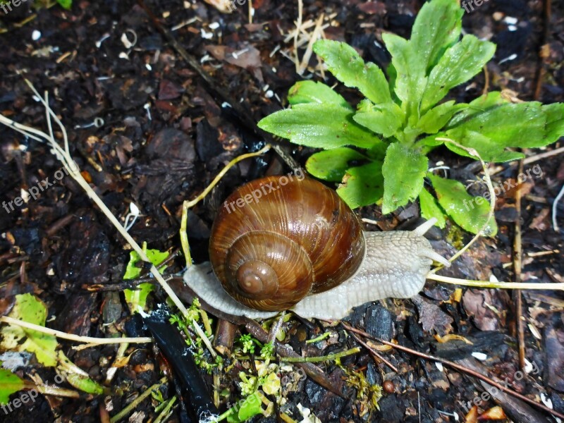 Snail Crawl Wet In The Rain Casing