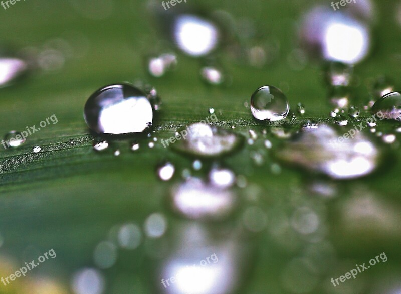 Water Drops Drops Of Water Rain Drops Nature