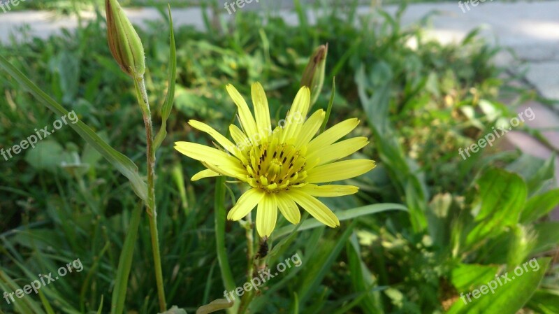 Daisy Yellow Daisy Yellow Flower Free Photos