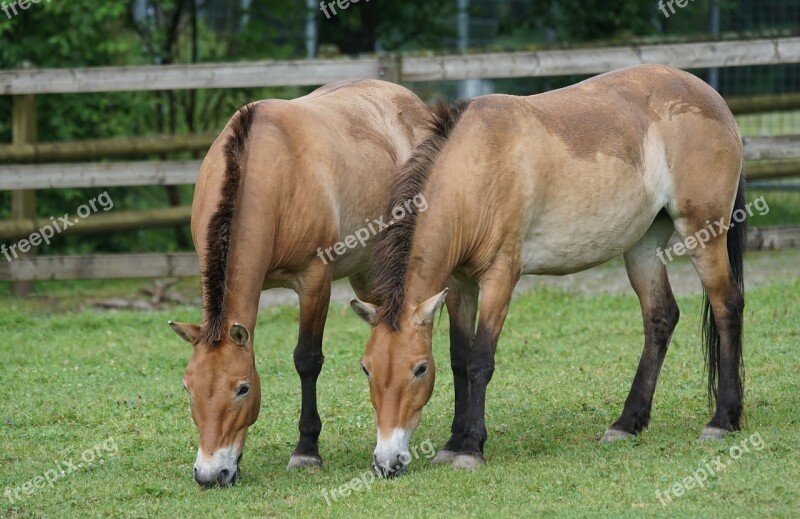 Przewalski Wild Horse Pasture Graze Mammal