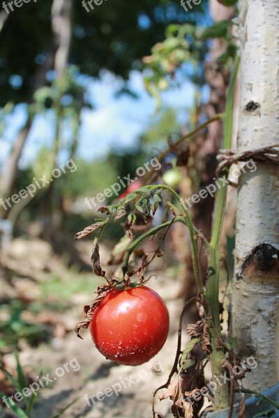 Tomatoes Nature Vegetable Garden Summer