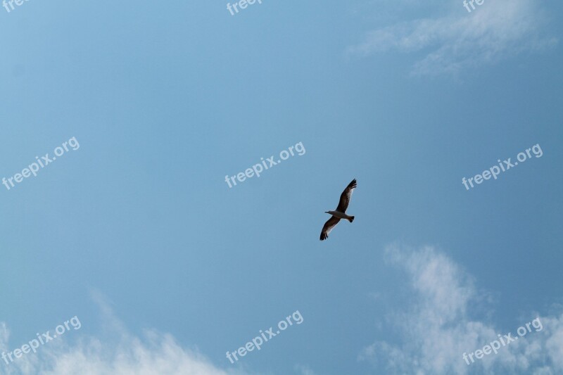 Bird Sky Seagull Open Wings Flight