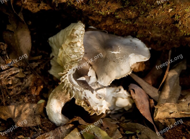 Fungus Cream Grey Mushrooms Wet