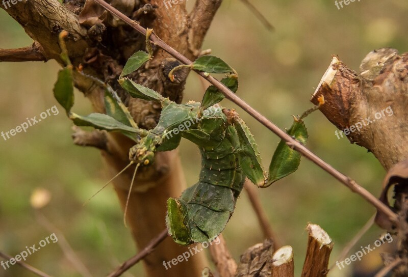 Spiny Leaf Insect Extatosoma Tiaratum Macleay's Spectre Stick Insect Insect Stick Insect