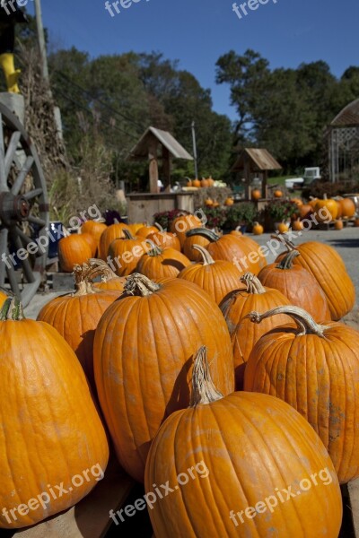 Pumpkins Fresh Orange Agriculture Farmer's Market