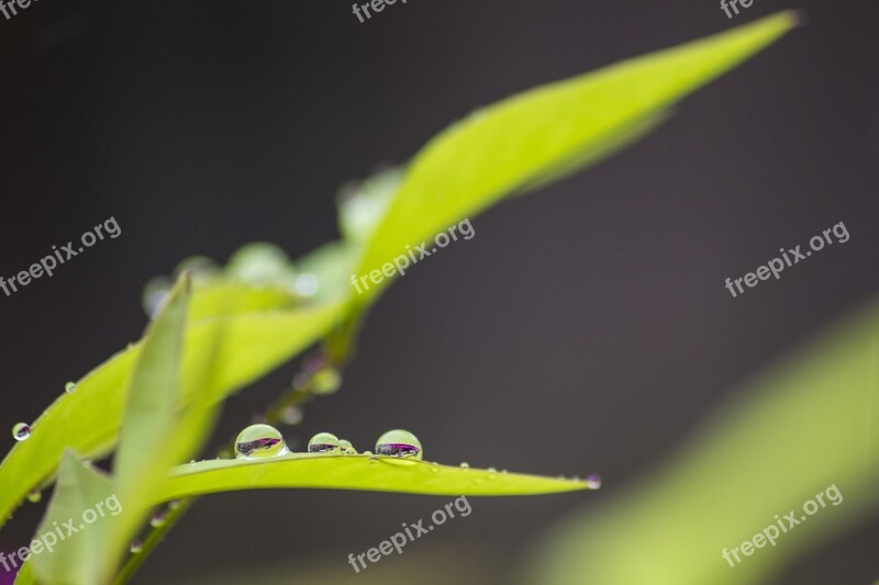 Raindrops Leaf Plant Green Texture