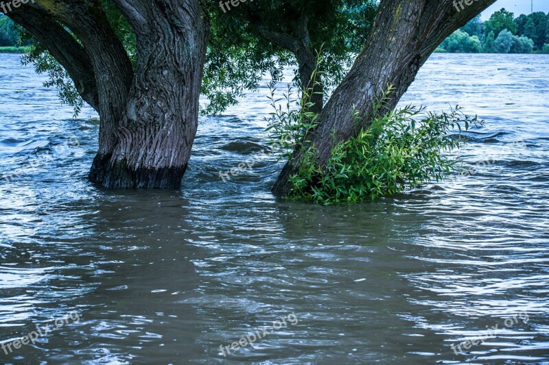 High Water River Bush Current Rhine