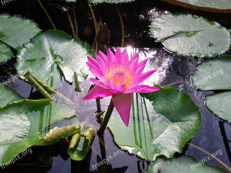 Lotus Nature Aquatic Plant Free Photos