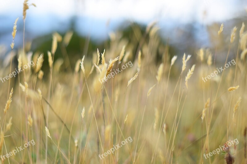 Grass Nature Lawn Tall Grass Free Photos