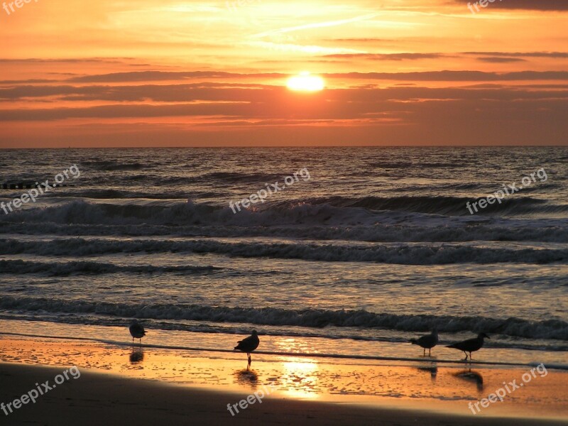 Seagull Sea Beach Sunset Seagulls