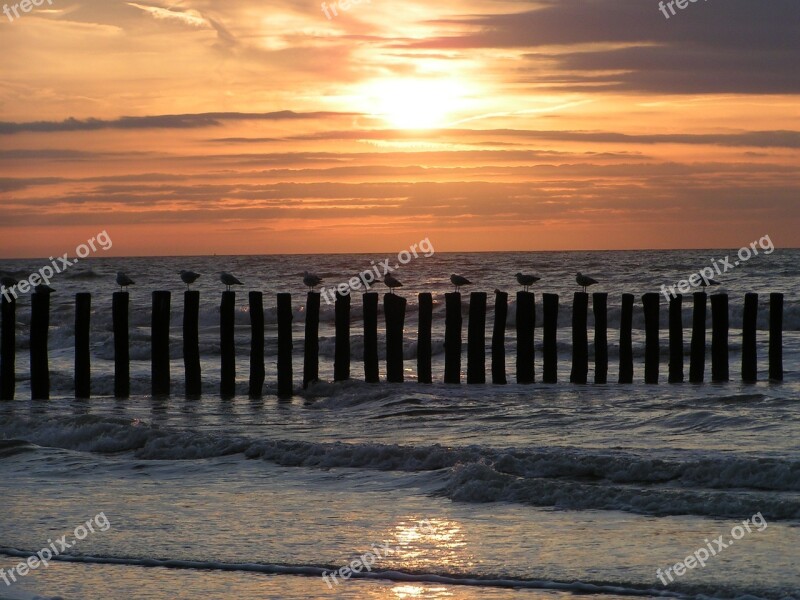 Sea Beach Seagull Sunset Cadzand