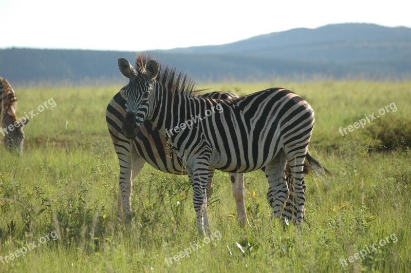 Zebra Swaziland South Africa Free Photos