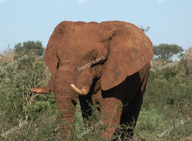 Wild Animal South Africa Elephant Madikwe Safari