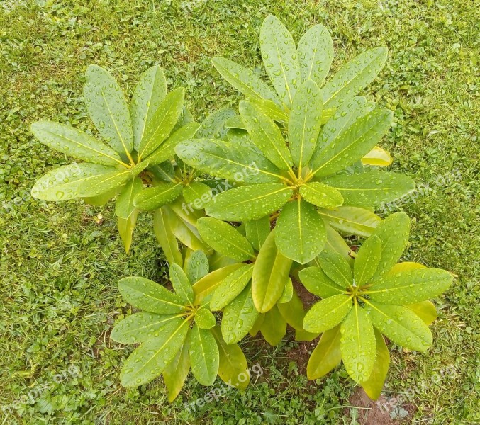 Roslin Rhododendron Goldfort Free Photos