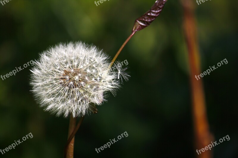 Green Summer Transience Dandelion Nature