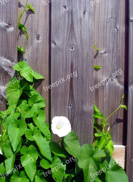 Climber Plant Winds Bindweed Wind Greenhouse Blossom