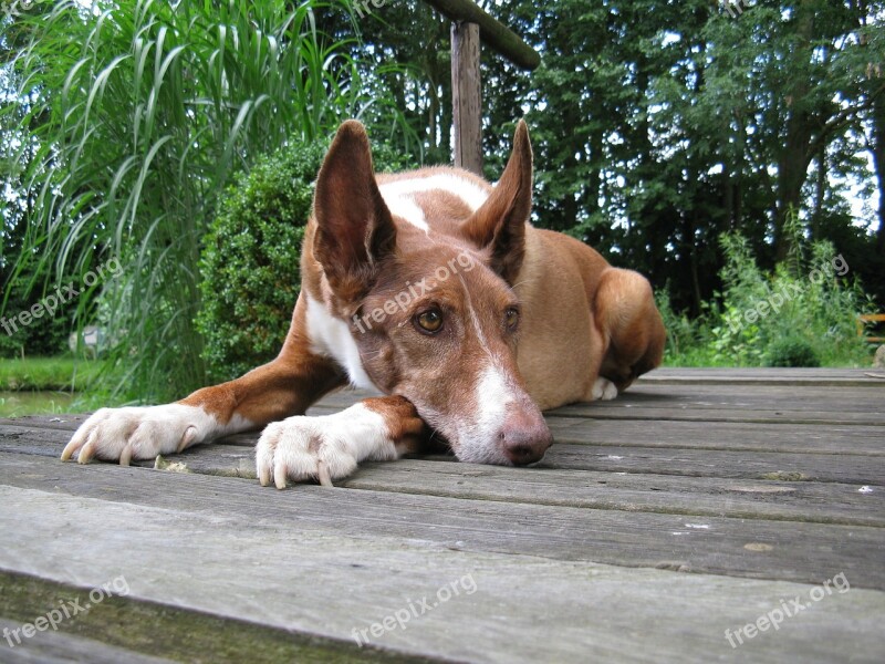 Podenco Dog Quadruped Pet Animal Portrait