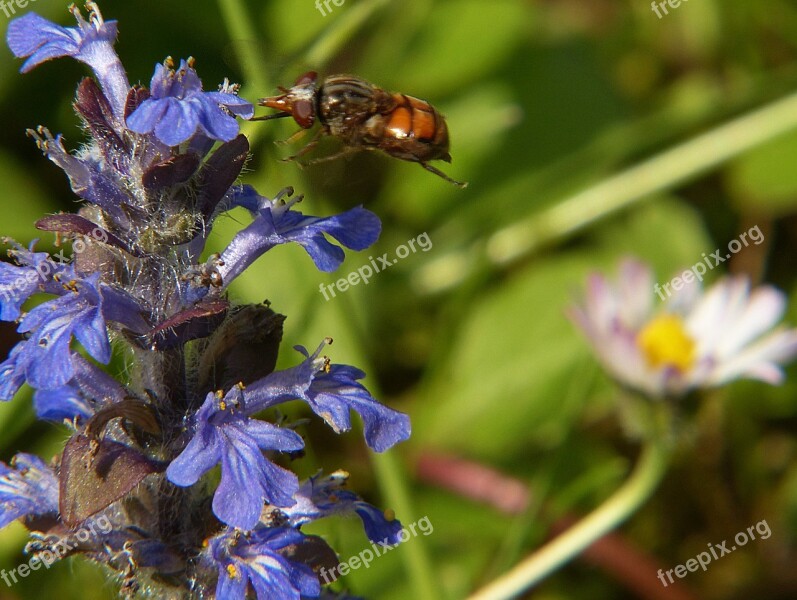 Campestris Hoverfly Insect Macro Compound