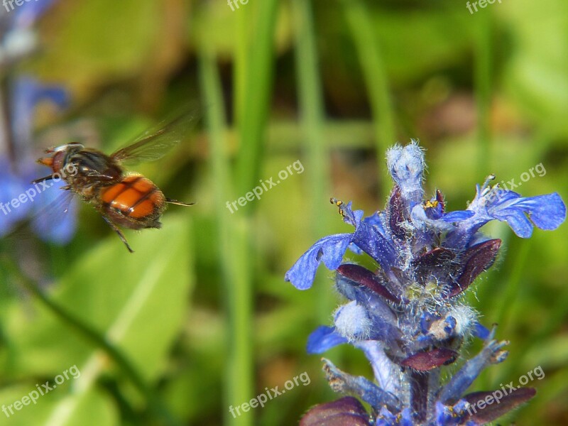 Campestris Hoverfly Insect Macro Close Up