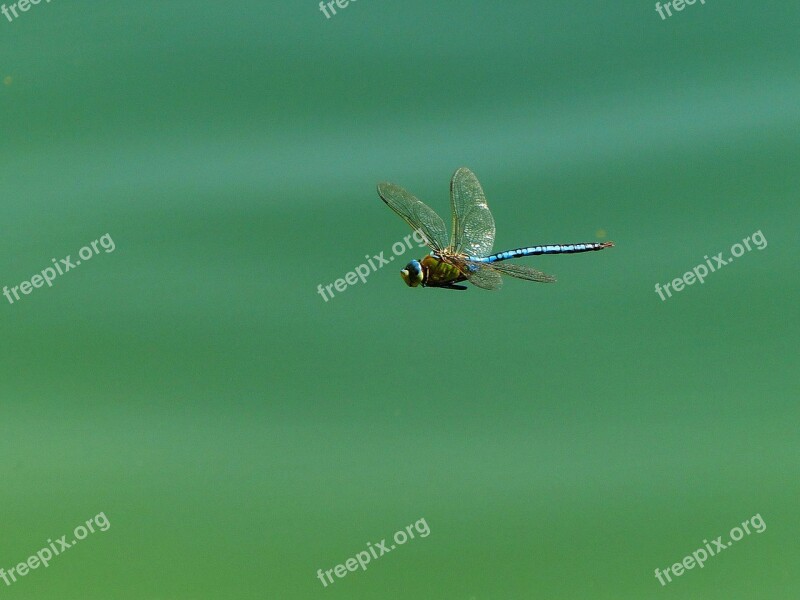 Dragonfly Insect Wing Flight Insect Close Up