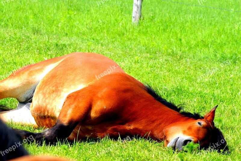 The Horse Grass Pasture Land Horses Meadow