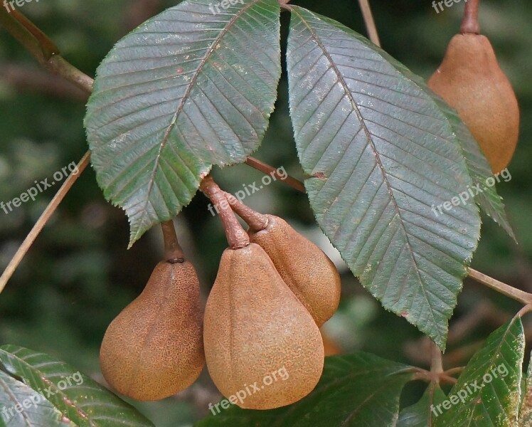 Japanese Horse Chestnut Pods Horse Chestnut Nut Pods Tree Leaves