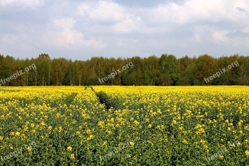 Oilseed Rape Rape Blossom Field Of Rapeseeds Agriculture Plant