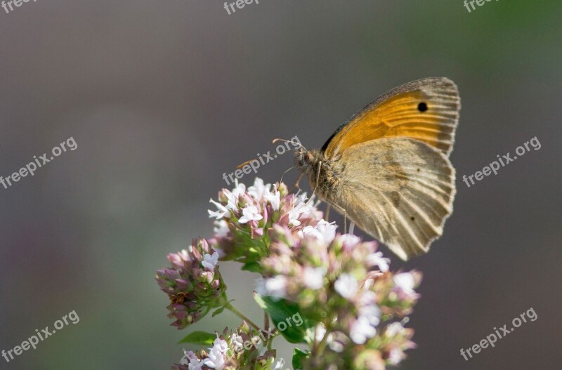 Butterfly Garden Color Summer Insect