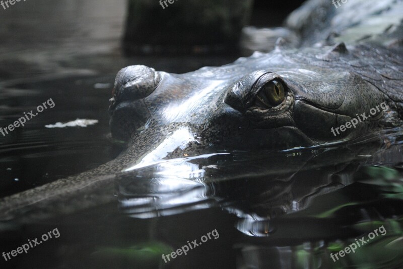 Crocodile Dangerous Eye Monitors Reptile