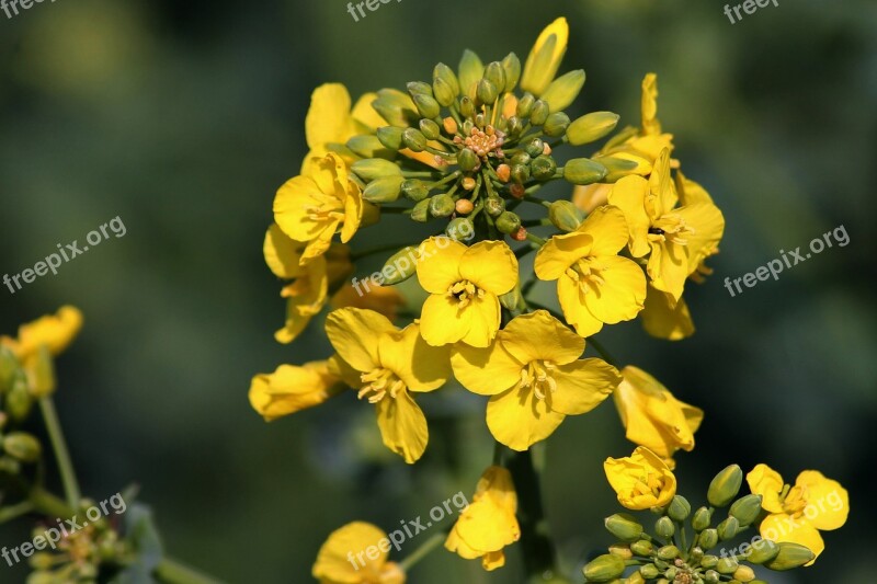 Oilseed Rape Rape Blossom Field Of Rapeseeds Agriculture Plant