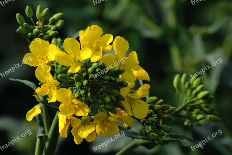 Oilseed Rape Rape Blossom Field Of Rapeseeds Agriculture Plant