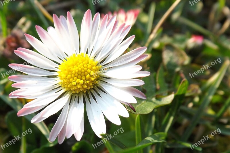 Daisy Meadow Nature Flower Meadow Free Photos