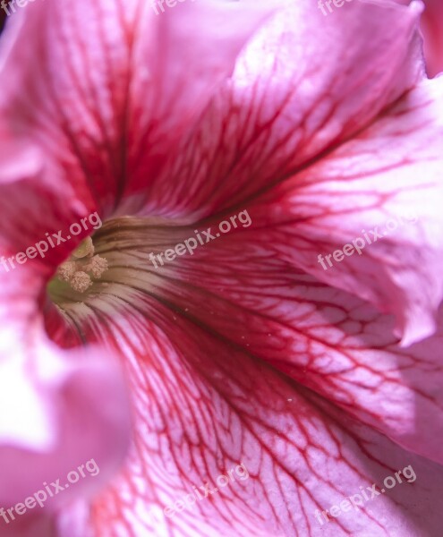 Petunia Pink Blossom Bloom Close Up