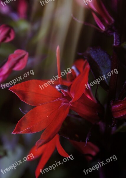 Lobelia Speziosa Red Shrub Flower Blossom