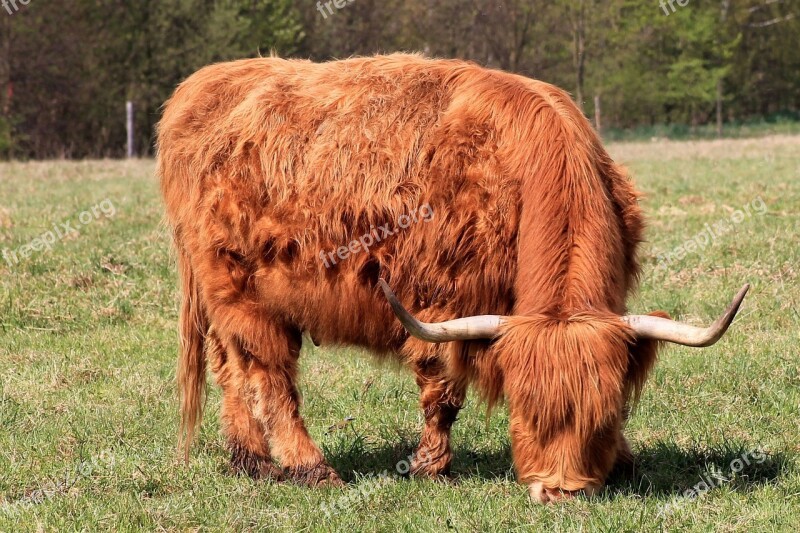 Cow Beef Horns Pasture Highland Beef