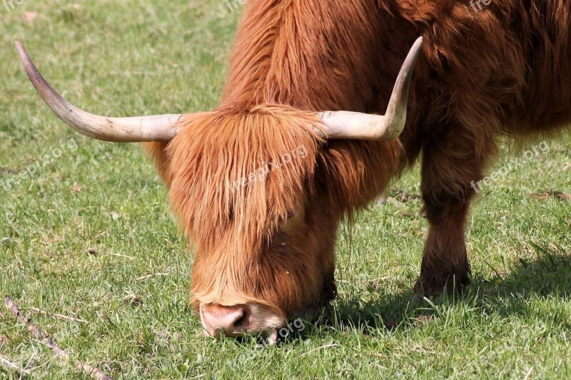 Cow Beef Horns Pasture Highland Beef