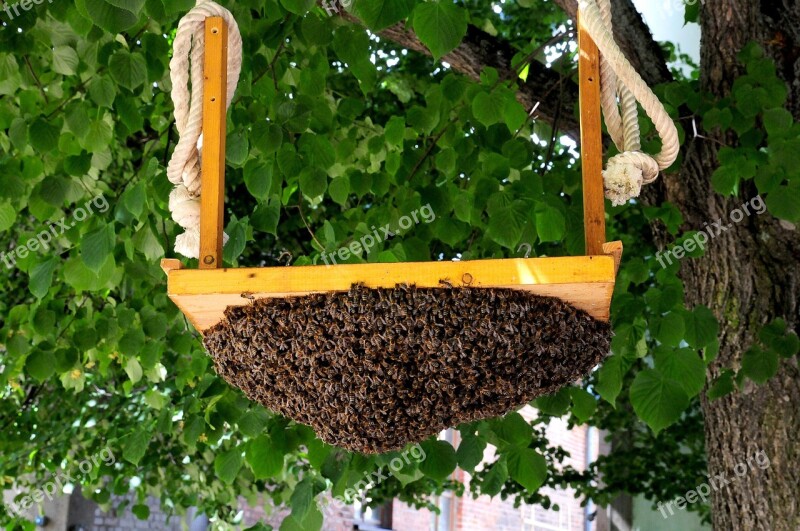 Hive Bees Beekeeping Honey Bees Insect