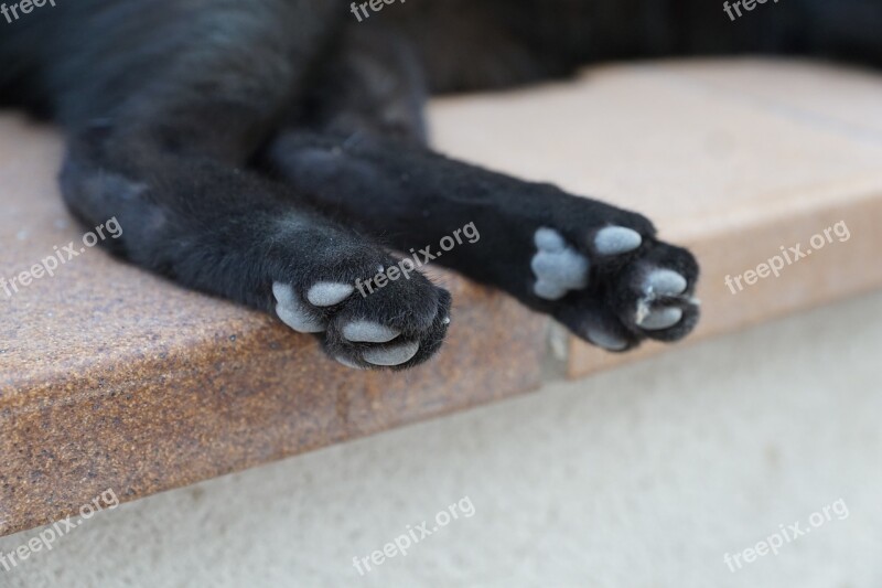 Cat Black Paws Ibiza Eivissa