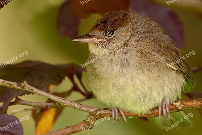 Sparrow Passer Domesticus Bird Young Injury